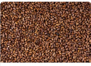 Cassia Tora
